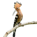 Bird Sounds