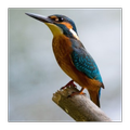 100+ Birds Wallpaper