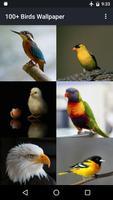 100+ Birds Wallpaper الملصق