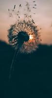 MyWallpaper : Dandelion syot layar 1