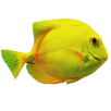 Flappy Fish APK