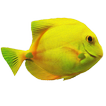 Flappy Fish