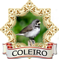 Novo Melhor Chilrear Coleiro