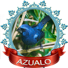 Lista de Chilrear Azulão icon