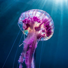 Deep Sea Jellyfish Wallpaper icône