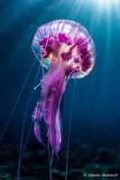 Deep Sea Jellyfish Wallpaper Affiche