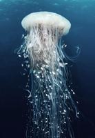 Deep Sea Jellyfish Wallpaper capture d'écran 1