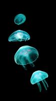 Deep Sea Jellyfish Wallpaper capture d'écran 3