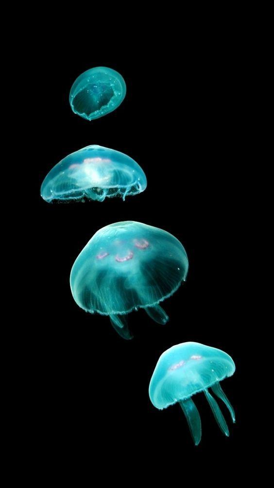Android 用の Deep Sea Jellyfish Wallpaper Apk をダウンロード