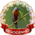 Novo Bigodinho chilrear áudio