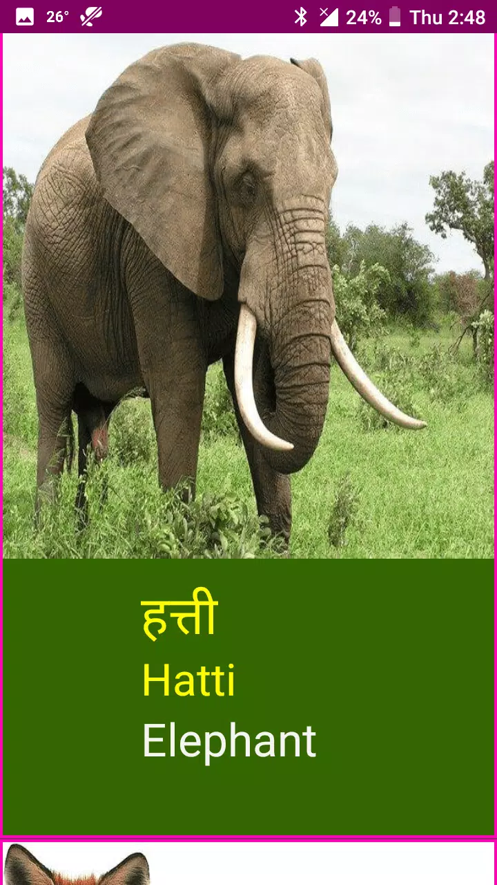 Learn Marathi Wildlife Names APK for Android Download Learn Marathi Wildlife Names APK for Android Download
