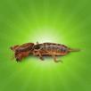 เสียงแมงจีซอน,เสียงแมงกะซอน APK