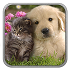 Cani e Gatti Video Divertenti-icoon