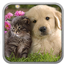 Cani e Gatti Video Divertenti APK