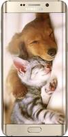 Poster Cani e Gatti Video Divertenti