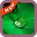 Dew Wallpaper APK