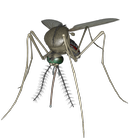 3D Mosquito Explorer icon