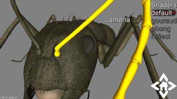 3D Ant Explorer Demo Affiche