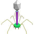 3D Bacteriophage T4 Explorer APK