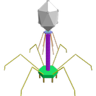 3D Bacteriophage T4 Explorer icône