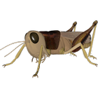 3D Grasshopper Explorer icône