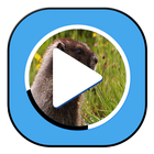 Smart Video Player-icoon