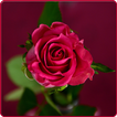 Beautiful Rose HD Wallpapers