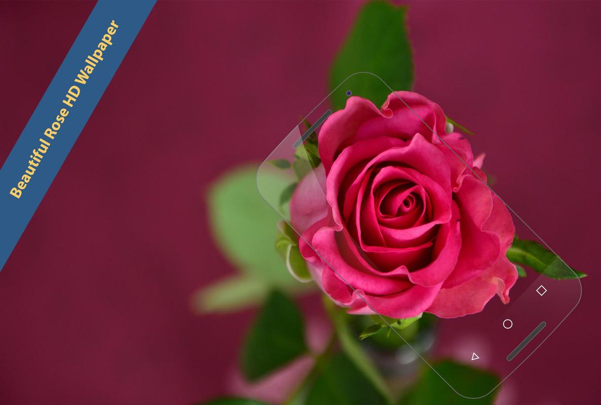 Beautiful Rose  HD Wallpapers  for Android  APK Download