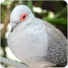 Descargar APK de Australian Diamond Dove Bird : Diamond Dove Sounds