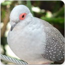 Australian Diamond Dove Bird : Diamond Dove Sounds APK