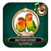 Masteran Lovebird