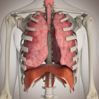 Human Physiology ไอคอน