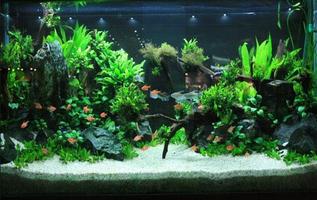 Aquascape Design Update โปสเตอร์