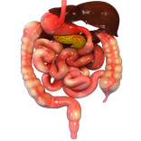 VR Human Digestive System