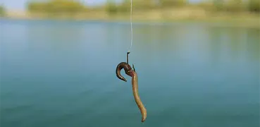 Fishing Knots (Animated)