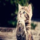 Cute Tom Cats Wallpapers أيقونة