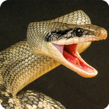 Anaconda Rampage Snake Attack