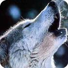 Ultimate Wolf Battle Simulator-icoon