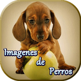 Imagenes de Perros ikon