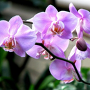 Дикая орхидея APK