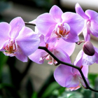 Дикая орхидея icône