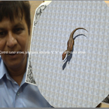 Augmented Reality (Dinosaur Walk)