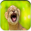 SONS DES ANIMAUX APK