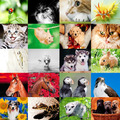Animal Sounds