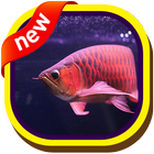 Arowana Fisch 3D-Hintergründe Zeichen