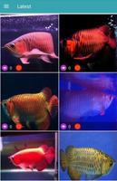 أروانا الأسماك 3D خلفيات تصوير الشاشة 1