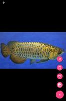 Arowana Fish 3D Wallpapers syot layar 2