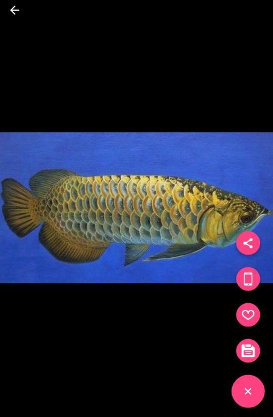 Android 用の アロワナの魚の3dの壁紙 Apk をダウンロード