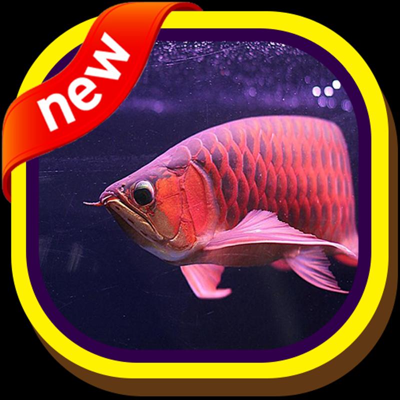 Wallpaper 3D Ikan Arwana for Android APK Download