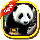 słodkie dziecko panda tapeta tumblr